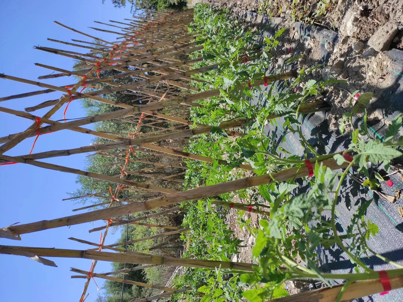 Our garden