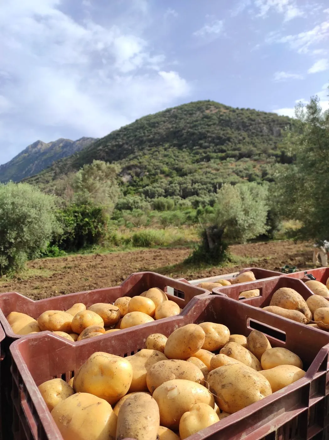 Fresh potatoes with mountain view