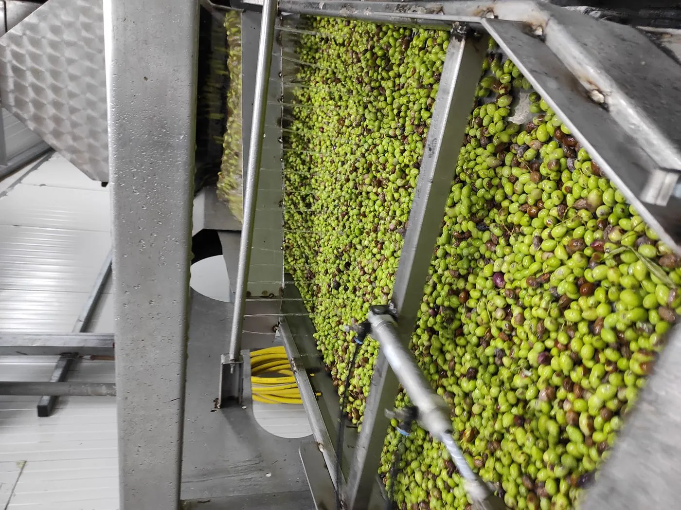 Olive processing
