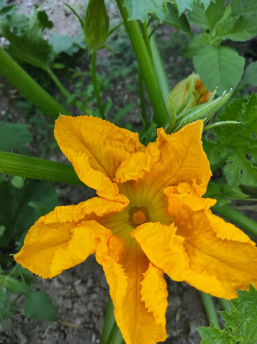 Zucchini flower from garden
